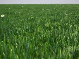 grass 3D Model