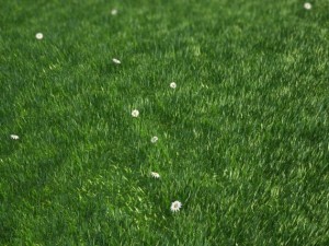 grass 3D मॉडल