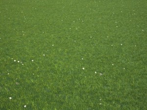 grass 3D मॉडल