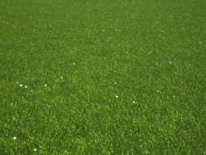 grass 3D मॉडल