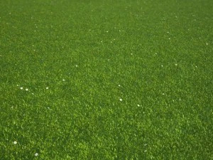 grass 3D Model