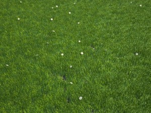 grass 3D मॉडल
