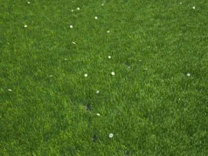 grass 3D Model