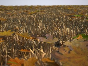 grass 3D मॉडल