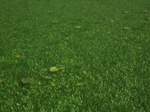grass 3D मॉडल