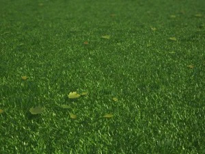 grass 3D Model