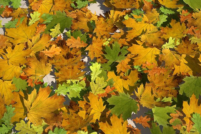 leaf collection Modèle 3D .c4d .max .obj .3ds .fbx .stl .blend 