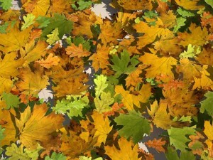 raccolta delle foglie Modello 3D