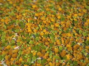 leaf collection Modèle 3D