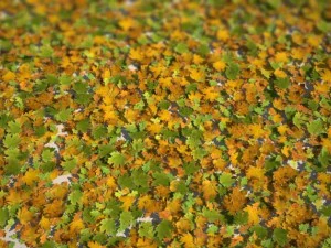 leaf collection 3D Model
