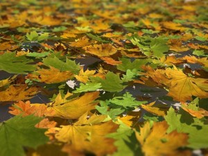 leaf collection Modèle 3D