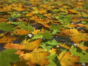 leaf collection 3D Model