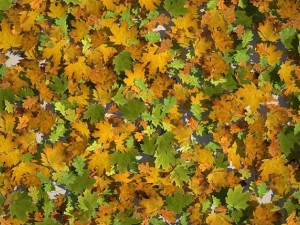 leaf collection Modèle 3D