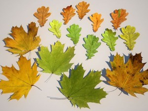 leaf collection Modèle 3D
