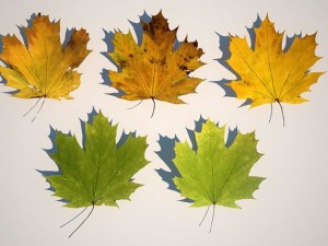 leaf collection Modèle 3D