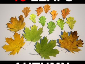 leaf collection Modèle 3D