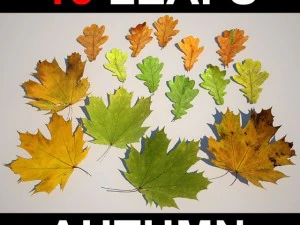leaf collection 3D Model