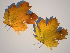 leaf collection Modèle 3D