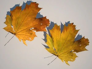 leaf collection 3D Model