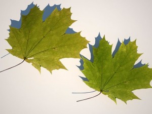 leaf collection Modèle 3D