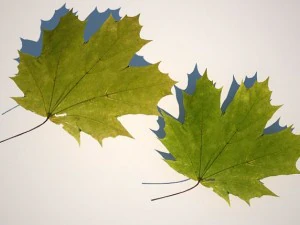 leaf collection 3D Model