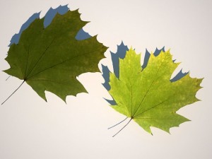 leaf collection Modèle 3D