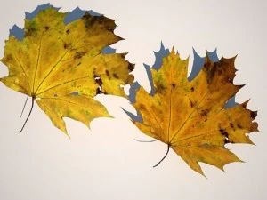 leaf collection 3D Model