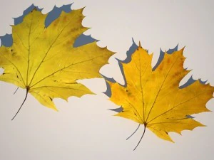 leaf collection 3D Model
