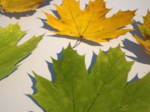 leaf collection Modèle 3D