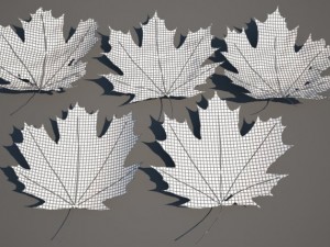 leaf collection Modèle 3D