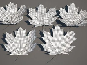 leaf collection 3D Model