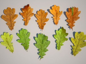 leaf collection Modèle 3D