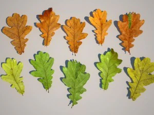 leaf collection 3D Model