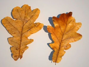 leaf collection 3D Model