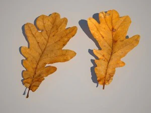 leaf collection 3D Model
