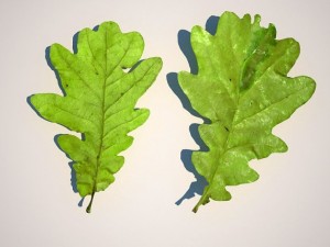 leaf collection Modèle 3D
