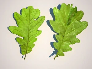 leaf collection 3D Model