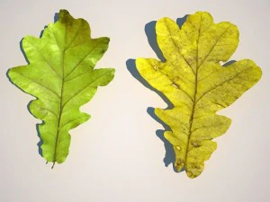 leaf collection 3D Model