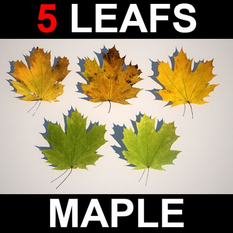 5 maple leafs Modelo 3D .c4d .max .obj .3ds .fbx .stl .blend 