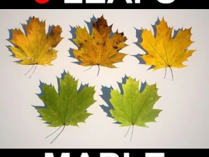 5 кленових листків 3D Модель