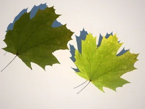 5 maple leafs 3D Model