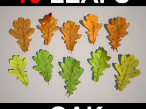 дубове листя 3D Модель