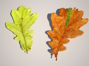 oak leafs Modello 3D