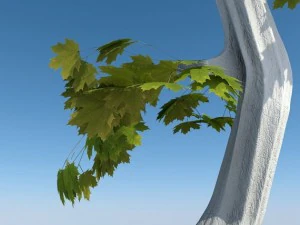 tree 3D Model