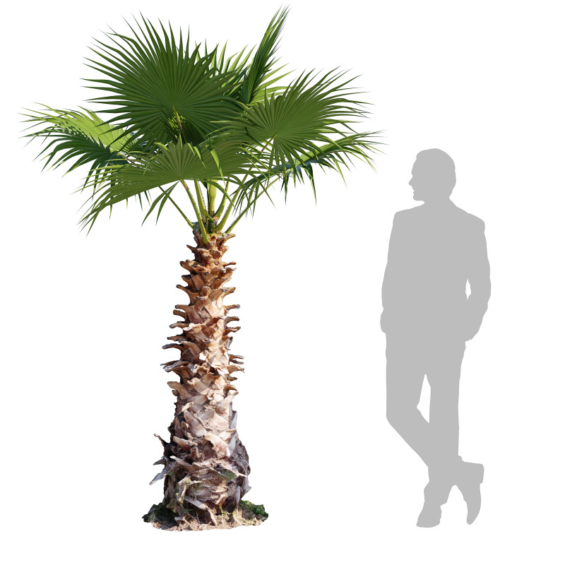 Washingtonia Robusta Palm Tree 3D 模型 .c4d .max .obj .3ds .fbx .stl .blend 