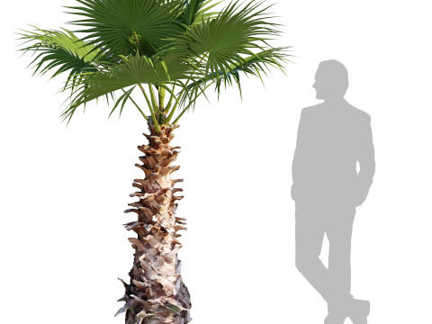 Washingtonia Robusta Palm Tree Model 3D