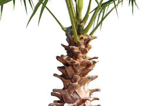 Washingtonia Robusta Palm Tree 3D 模型
