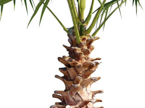 Washingtonia Robusta Palm Tree 3D Model