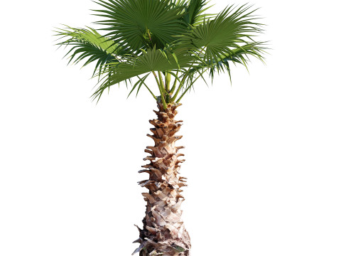 Washingtonia Robusta Palm Tree 3D 模型