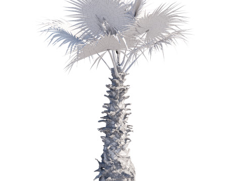 Washingtonia Robusta Palm Tree 3D 模型
